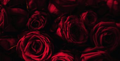 Valentines day roses in dark romance theme