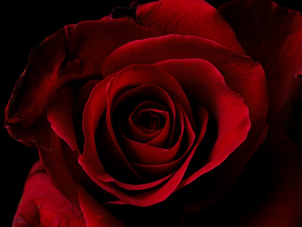single red rose representing dark romance